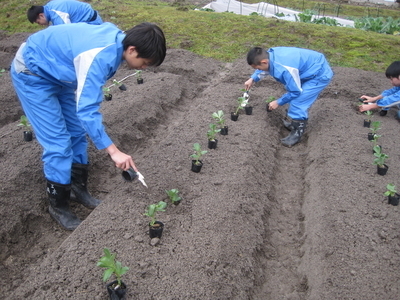 ソラマメの定植 島根県立矢上高等学校