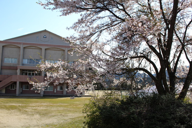 校舎と桜