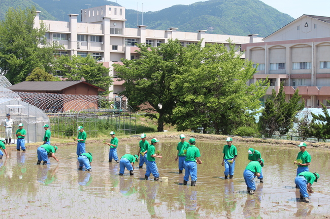 田植え３