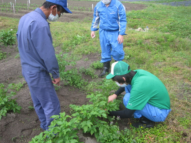 じゃがいも (2)