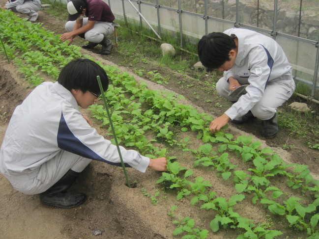 カブの間引きをしました 島根県立矢上高等学校