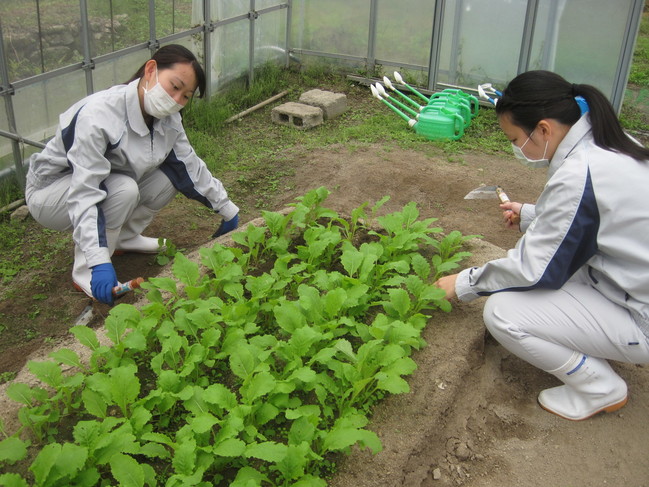 カブの間引きをしました 島根県立矢上高等学校