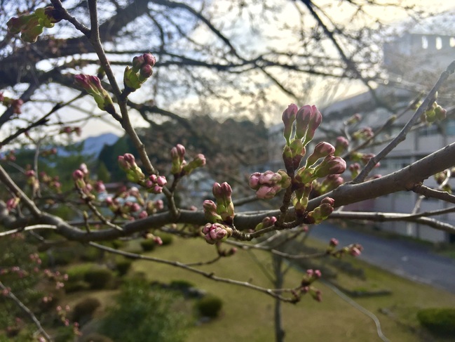 桜２８朝