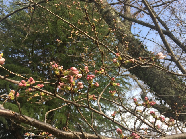 朝の桜