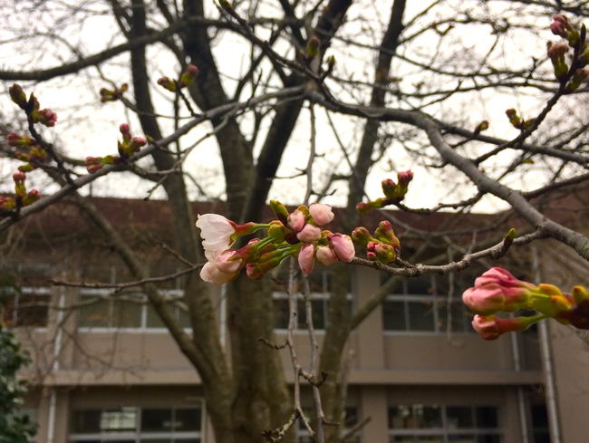 桜午後