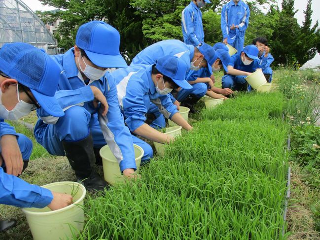 田植え (2).jpg