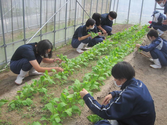 カブの間引き 長ネギの土寄せをしました 島根県立矢上高等学校