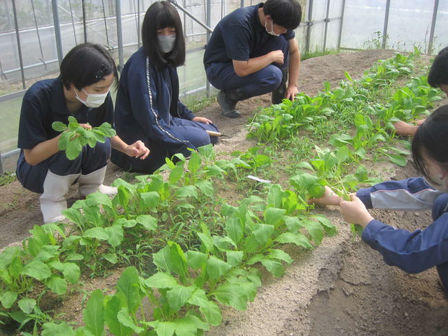 カブの間引き 長ネギの土寄せをしました 島根県立矢上高等学校