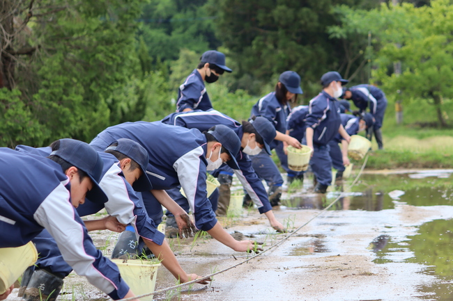 田植え1