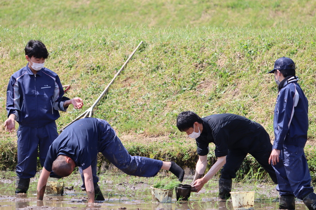 田植え2