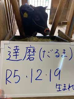だるま