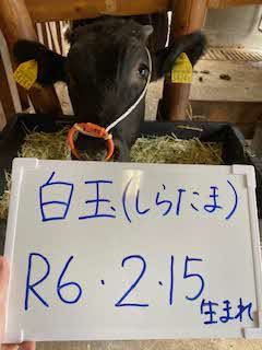 しらたま