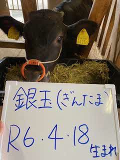 ぎんたま
