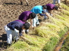 産業技術科が稲刈りを行いました