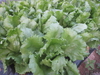 寄宿舎に野菜を出荷【産業技術科】