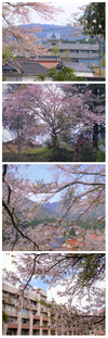 【矢高の四季】春の風景をご覧ください！